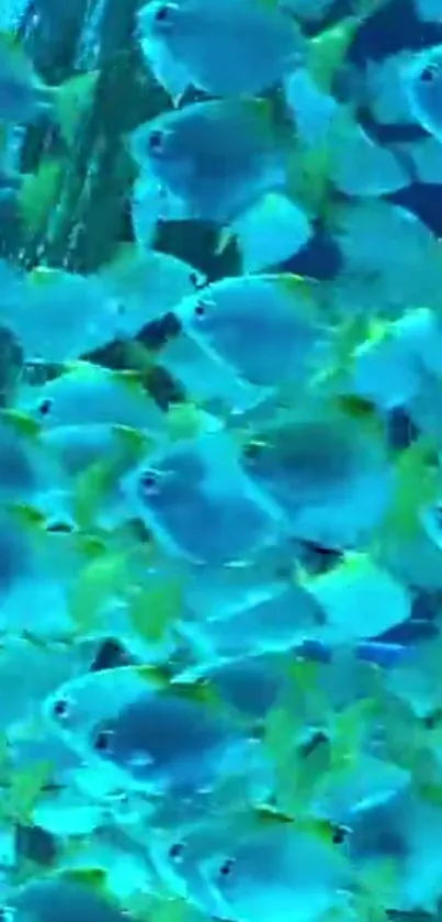 Vibrant blue and yellow ocean fish swimming in a mesmerizing school.