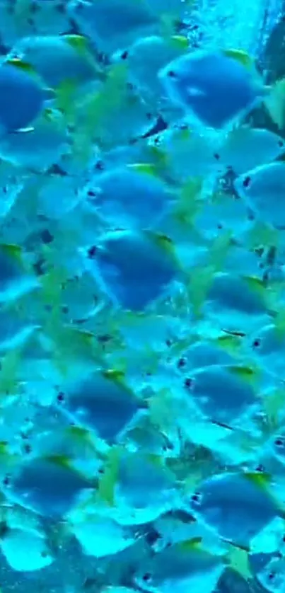 Wallpaper of vibrant blue fish swimming in the ocean.