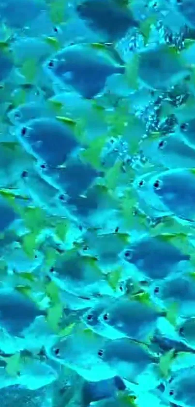 Vibrant school of fish in turquoise water wallpaper.