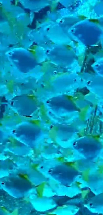 School of vibrant fish swimming in turquoise ocean.