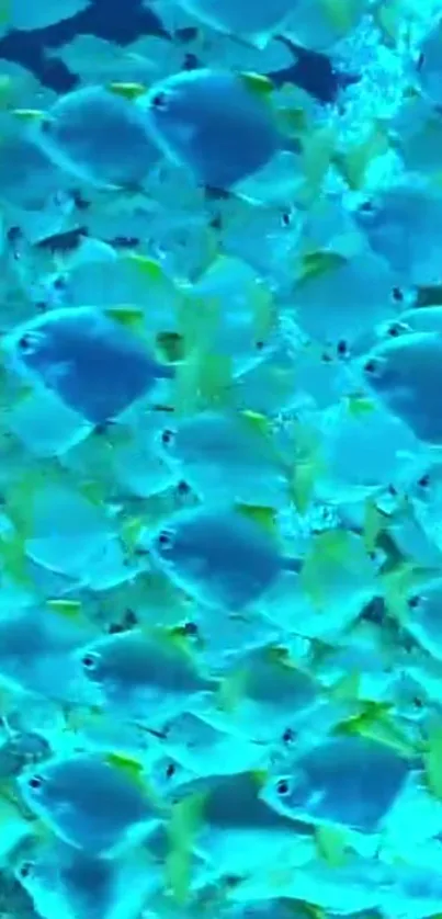 A vibrant school of turquoise fish swims. Dominant color is turquoise.