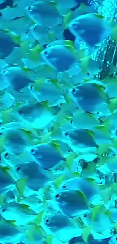 School of vibrant blue fish creating a tranquil aquatic wallpaper.