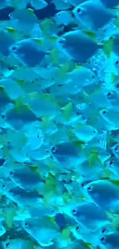 Mobile wallpaper with vibrant blue fish underwater.