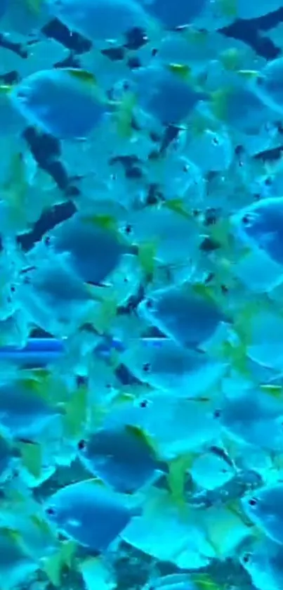 Colorful swarm of tropical fish swimming in the vibrant blue ocean.