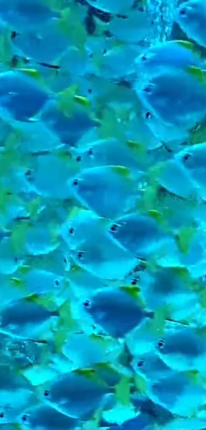 School of vibrant blue ocean fish swimming underwater.