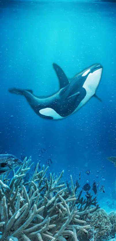 Orca whale gliding through blue ocean waters above coral reefs.
