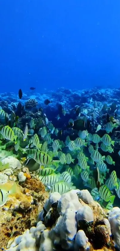 Colorful fish swimming in a vibrant ocean reef.