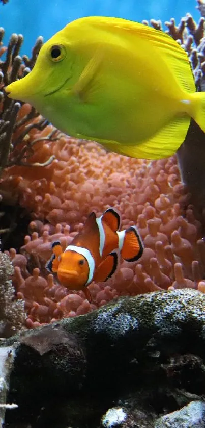 Colorful reef scene with yellow tang and clownfish in corals.