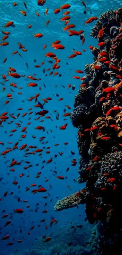 Colorful coral reef with vibrant fish in blue ocean water.