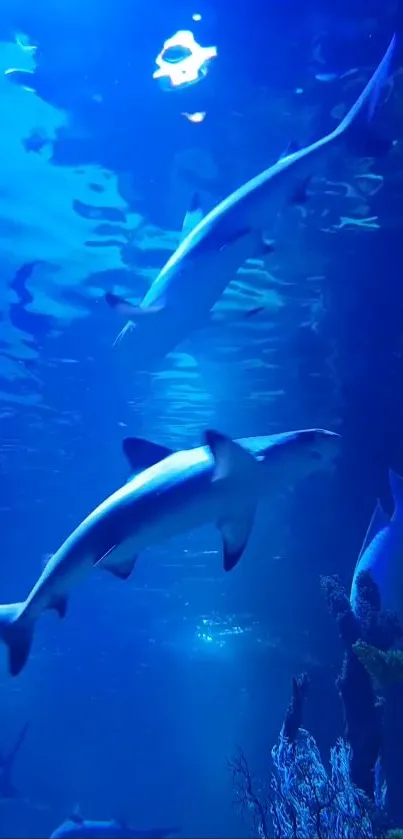 Mesmerizing view of sharks swimming in a tranquil blue ocean.