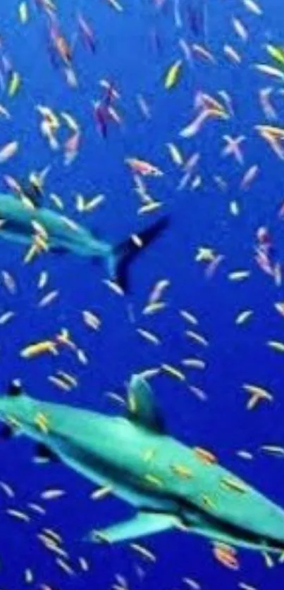 Vibrant underwater wallpaper with sharks and colorful fish.