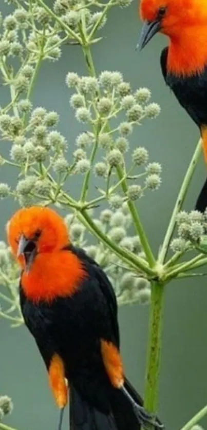 Two vibrant orange and black birds perched on branches.