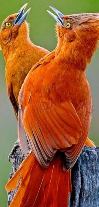 Two rust-colored birds perched on a post, vibrant nature wallpaper.