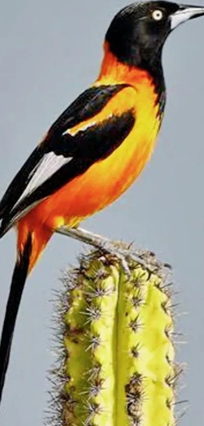 Orange and black bird atop a green cactus, set against a soft background.