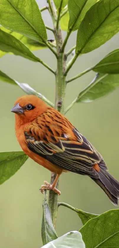 Orange bird perched on green foliage in nature wallpaper.