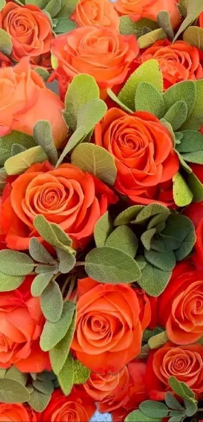 Mobile wallpaper with vibrant orange roses and green leaves.