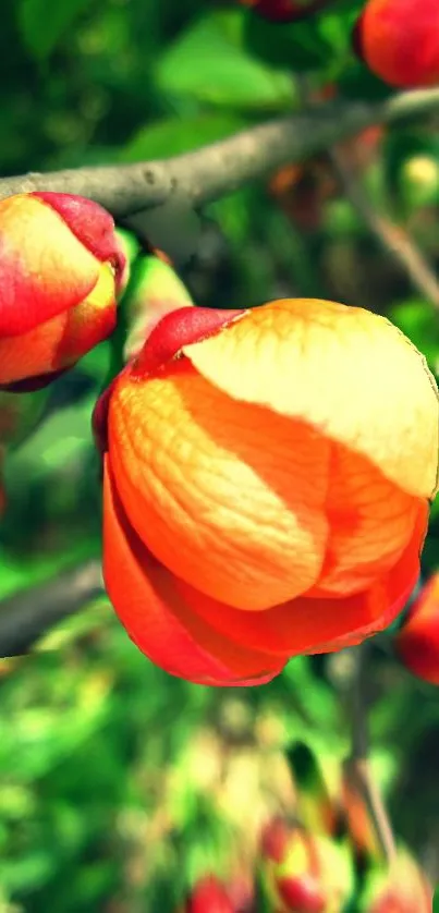 Close-up of a vibrant orange flower bud in a green setting, perfect for backgrounds.