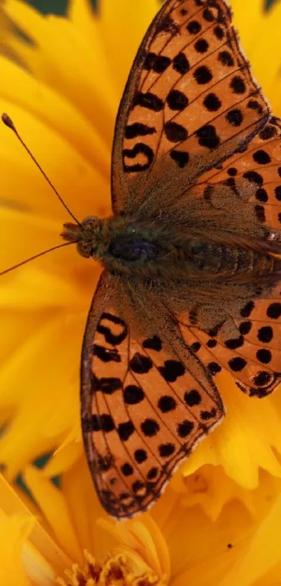 Orange butterfly on yellow flowers vibrant wallpaper.