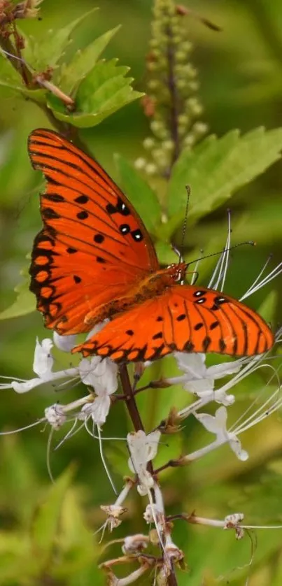 Orange butterfly on white flowers with green background.