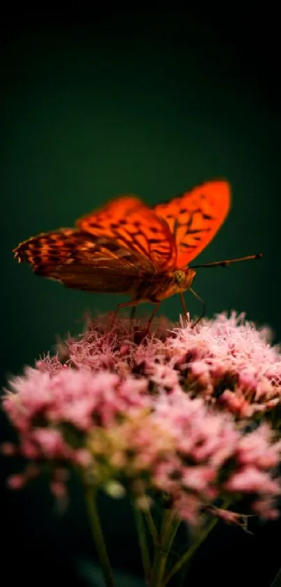 Orange butterfly on pink flowers mobile wallpaper.