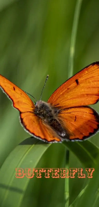 Orange butterfly on green foliage mobile wallpaper.