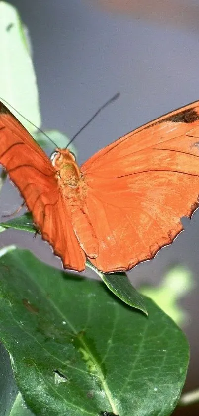 Orange butterfly resting on green leaves, nature wallpaper.