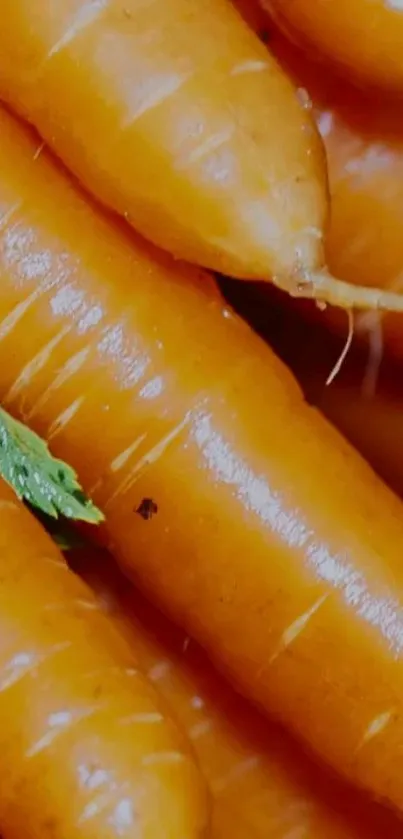 Close-up of vibrant orange carrots for phone wallpaper.