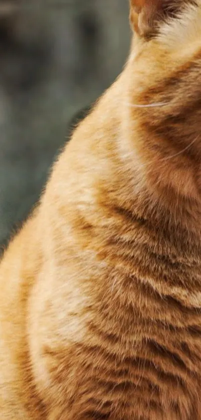 Close-up wallpaper of an orange cat with vibrant fur details.