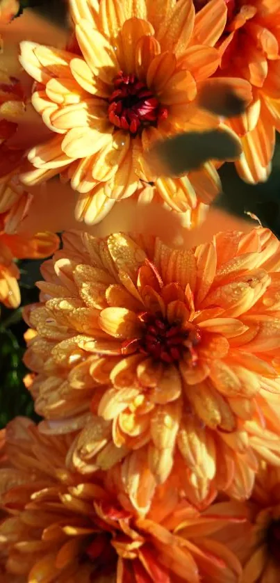 Vibrant orange chrysanthemum flowers in full bloom.