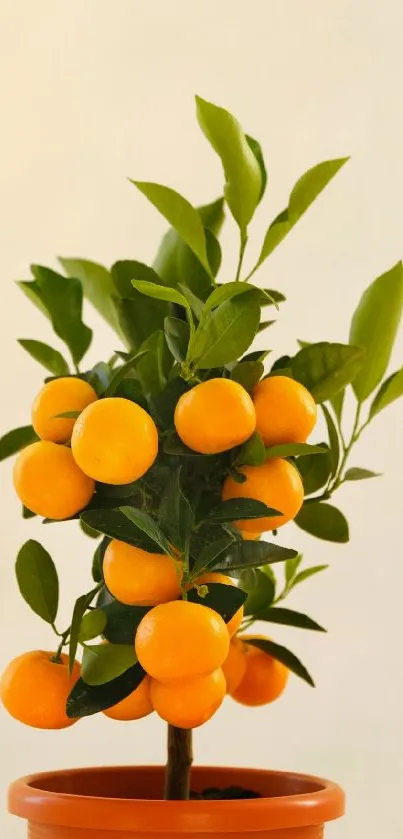 Orange citrus plant in a pot, perfect for wallpaper.