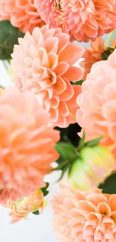 Close-up of vibrant orange dahlias with lush green leaves.