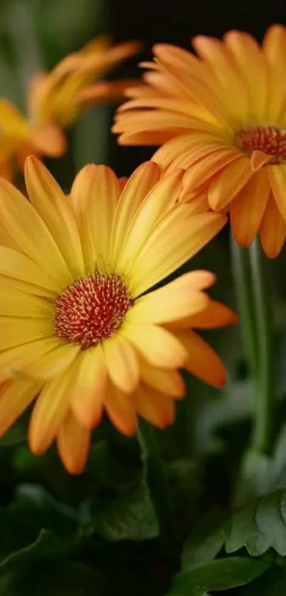 Vibrant orange daisies with lush green leaves.