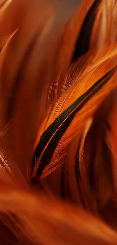 Vibrant orange and black feather wallpaper.