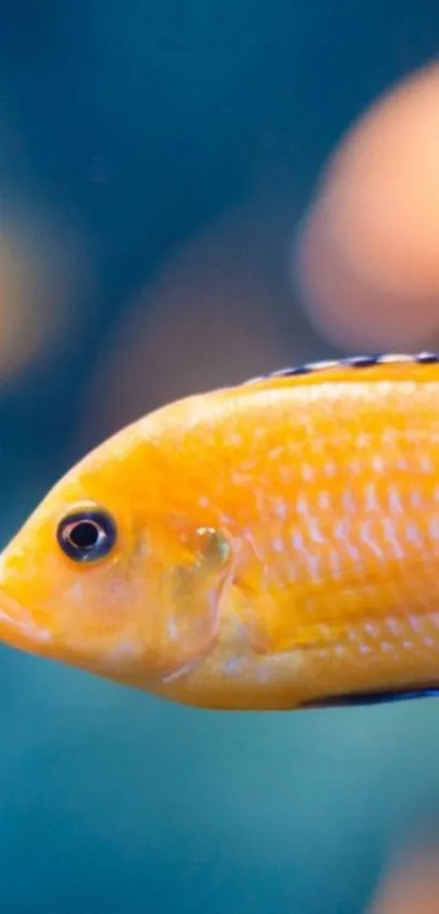 Vibrant orange fish swimming in blue water.