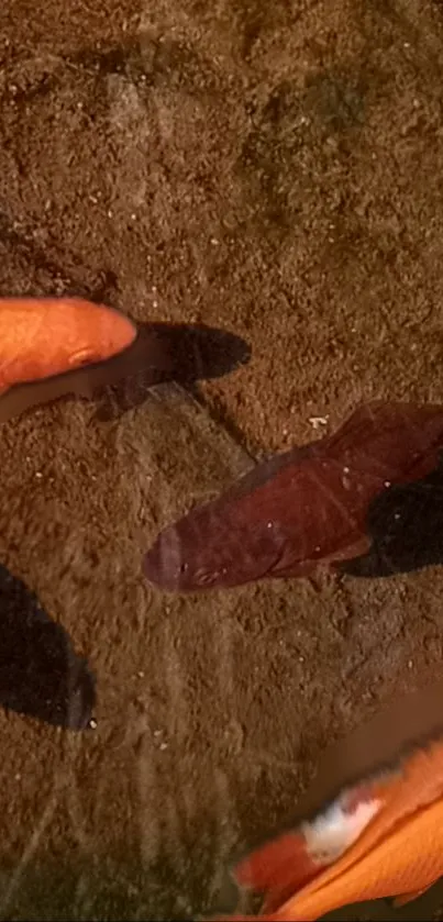 Orange fish swimming on a brown sand background.