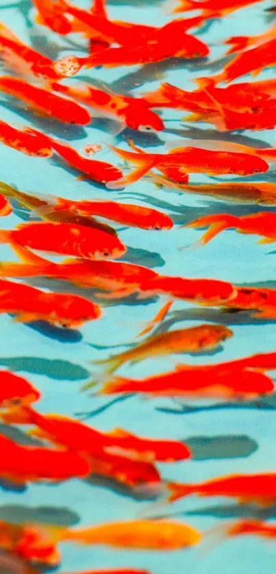 School of vibrant orange fish in clear blue water wallpaper.