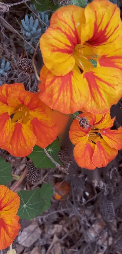 Bright orange flowers with lush greenery.