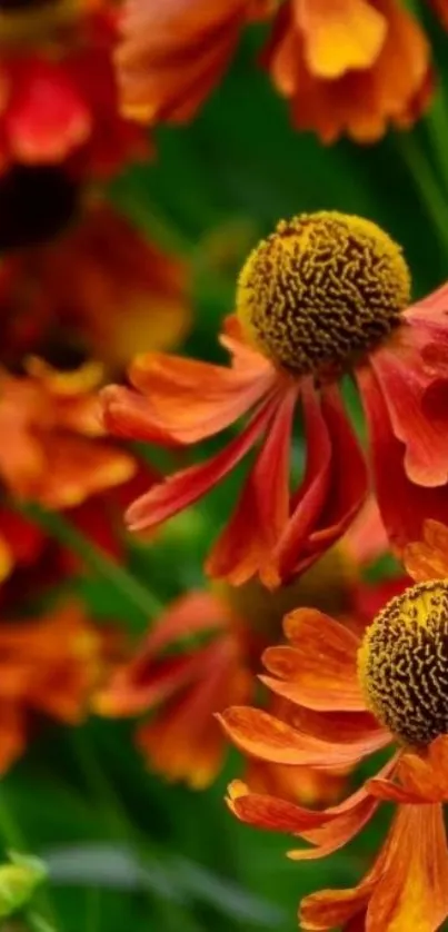 Vibrant orange flowers with rich green leaves.