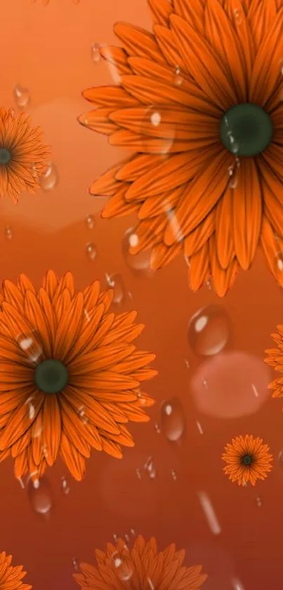 Orange floral wallpaper with daisies and raindrops.