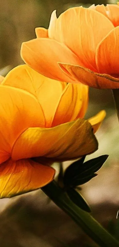 Vibrant orange flower wallpaper with lush petals.