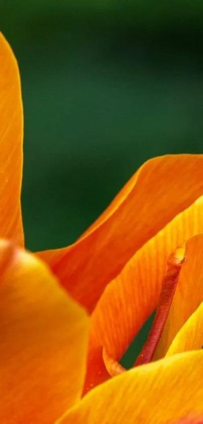 Close-up of vibrant orange petals with a green background.