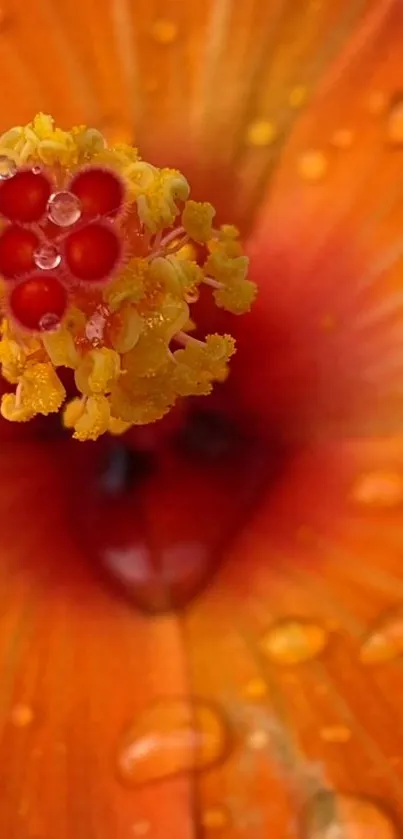 Close-up of an orange hibiscus flower with water droplets.