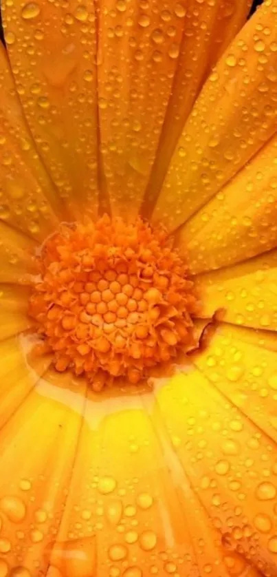 Close-up of an orange flower with dewdrops on petals.