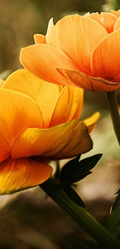 Orange flowers in a natural setting with rich, vibrant petals.
