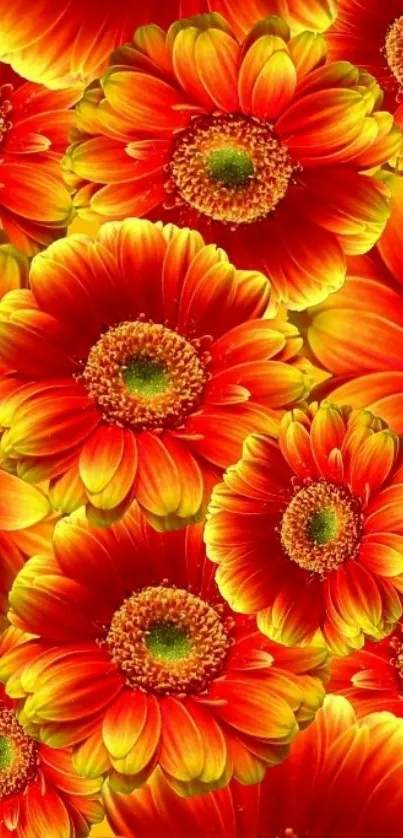 Vibrant orange daisy flowers wallpaper.