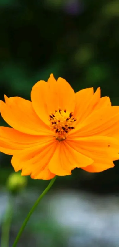 Bright orange flower on a dark green blurred background.