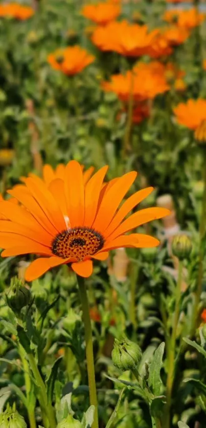 Orange flowers in a lush green field, vibrant and lively.