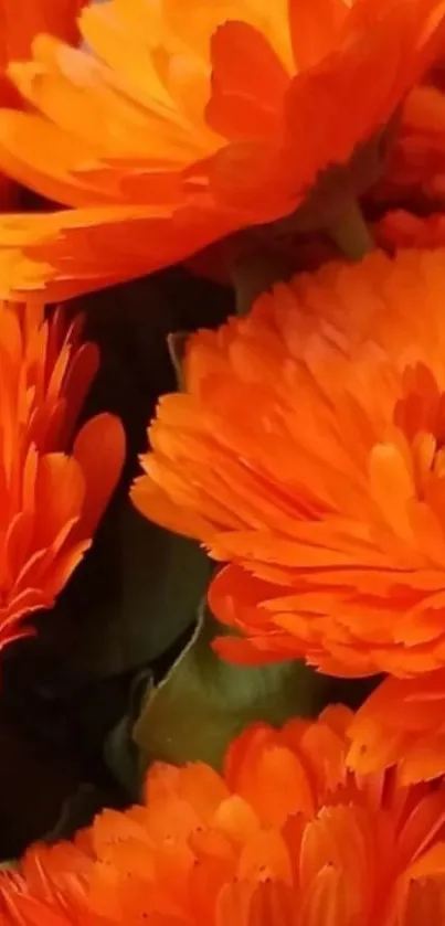 Orange flowers with green leaves, vibrant wallpaper.