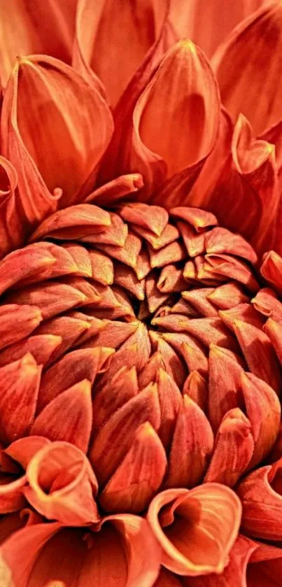 Close-up of a vibrant orange flower with intricate petal patterns.