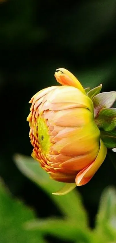 Close-up of a vibrant orange flower with a lush green background.